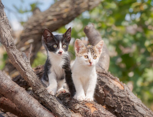 Two cute baby cats sitting friendly side by side on tree branches and logs and looking attentively, Greece 
