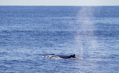 Fototapeta premium Humpback whale at surface of Atlantic, Azores travel destination.