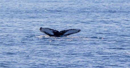 Fototapeta premium Humpback whale showing fluke, Azores travel destination.