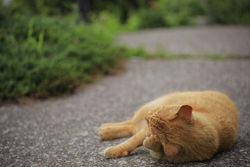 cat on the road