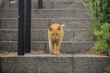 cat on the fence