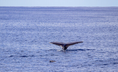 Common dolphin and humpback whale, during boat tour, Azores islands, traveling.
