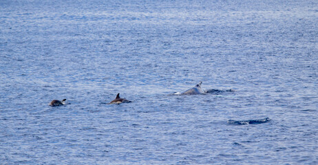 Common dolphin and humpback whale, during boat tour, Azores islands, traveling.
