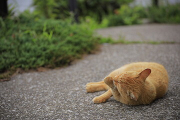 cat on the road
