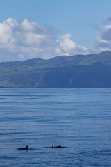 Common dolphin, during boat tour, Azores islands, traveling.