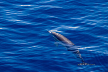 Common dolphin, during boat tour, Azores islands, traveling.