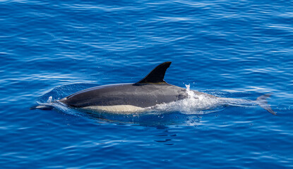 Common dolphin, during boat tour, Azores islands, traveling.