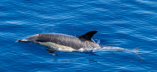 Fototapeta premium Common dolphin, during boat tour, Azores islands, traveling.
