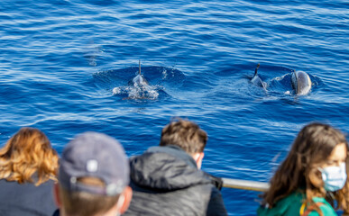 Common dolphin, during boat tour, Azores islands, traveling. © Ayla Harbich