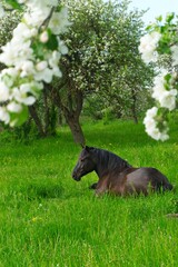 Young brown horse resting in lush green grass