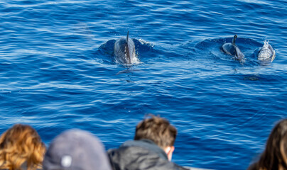 Common dolphin, during boat tour, Azores islands, traveling. © Ayla Harbich