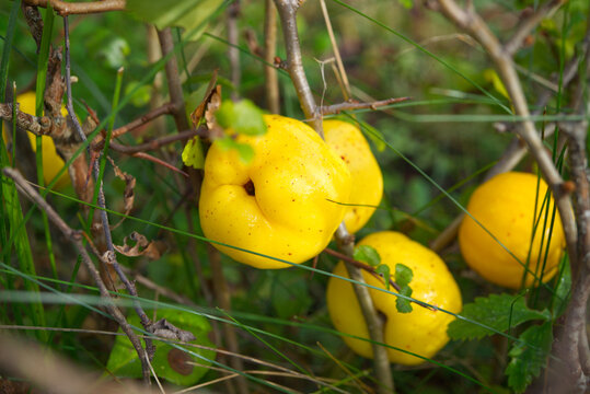 Chaenomeles japonica or Maule's quince fruits