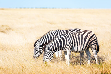Fototapeta na wymiar Couple of african plains zebra on the dry brown savannah