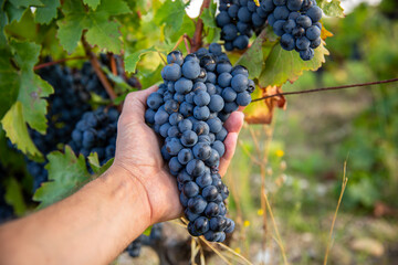 Main du viticulteur pendant les vendanges du raisin dans les vignes.