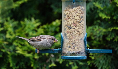 sparrow in the garden