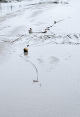 The moorings - buoys left by low tide