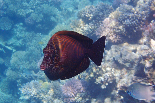 three-spot dascyllus (dascyllus trimaculatus) fish
