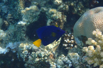 Fototapeta na wymiar Yellowtail tang - (Zebrasoma xanthurum) fish