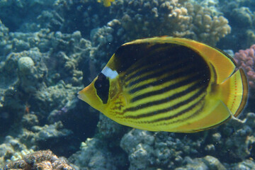 Fototapeta na wymiar Diagonal butterflyfish (Chaetodon fasciatus)