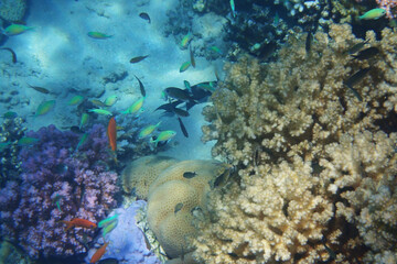 coral reef in Egypt, Makadi Bay