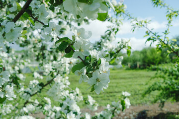 flowers of a blooming apple tree in the garden in the spring in the morning sun.