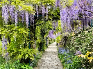 Peel and stick wall murals Best sellers Flowers and Plants The great garden wisteria blossoms in bloom. Wisteria alley in blossom in a spring time. Germany, Weinheim, Hermannshof garden