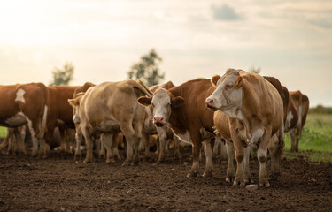 Happy group of cows in Hungarian rural field