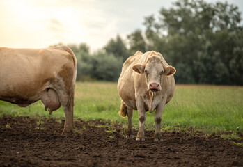 Happy group of cows in Hungarian rural field