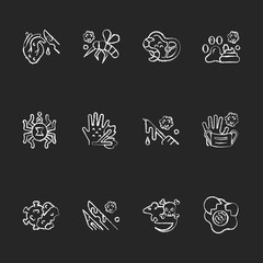 Biohazard chalk white icons set on black background. Insects that carry infected blood. Dangerous virus spreading. Waste from human body parts. Health care. Isolated vector chalkboard illustrations