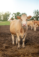 Fototapeta premium Happy group of cows in Hungarian rural field