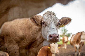 Happy group of cows in Hungarian rural field