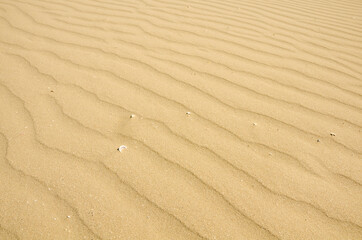Waves of sand with some white seashells