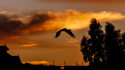 Bird