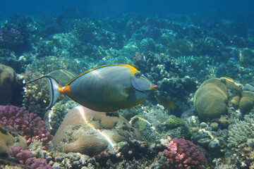 Fototapeta na wymiar Naso tang (Naso Lituratus) fish