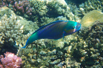 Fototapeta na wymiar parrot fish from the egypt
