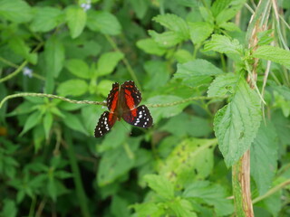 Butterfly in Ecuador s Amazon region near Tena