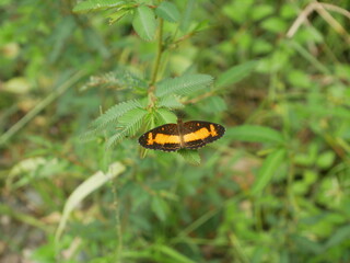 Butterfly in Ecuador s Amazon region near Tena