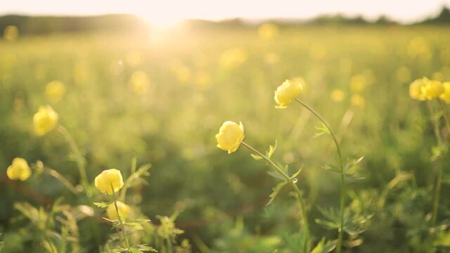 Yellow wildflowers with bright sunbeams. A field with fragrant flowers is lit by the warm sun. The camera moves from right to left. Slow motion. HD