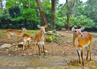 Naklejka na ściany i meble Group of Mouse Deer is staring at the zoo visitors
