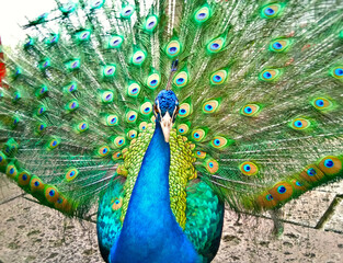 Obraz premium Beautiful peacock bird show off his colorful feathers.