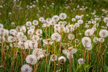 The dandelions have finished blooming in the field and the dandelion fluff is waiting for the wind to be blown away, region Twente, the Netherlands