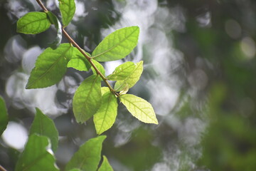 Fototapeta na wymiar Beautiful leaf