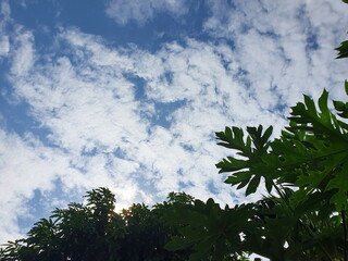 The view from under the trees, seeing the blue sky and white clouds, is a natural beauty. The atmosphere on a bright summer day
