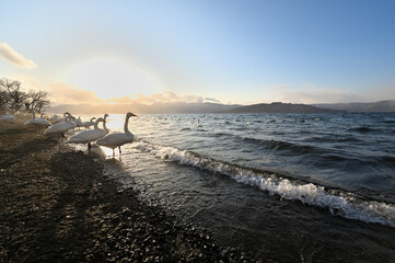 北海道_屈斜路湖_砂湯温泉に集まる白鳥たち