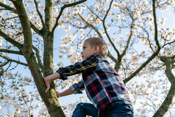 A boy climbs a blooming magnolia tree.