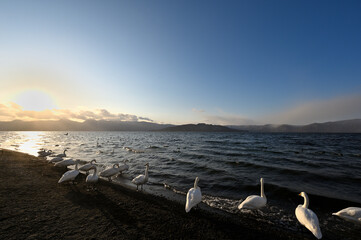 北海道_屈斜路湖_砂湯温泉に集まる白鳥たち