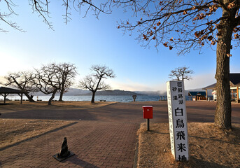 北海道_屈斜路湖_砂湯温泉に集まる白鳥たち