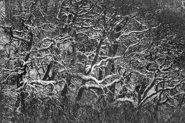 Snow on Bare Trees in Winter in Black and White