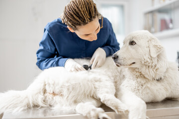 Dog looks at veterinarian while doctor looks at the dog's skin and fur to check health and hygiene on vet table in clinic. Friendship and trust. Pet care. 