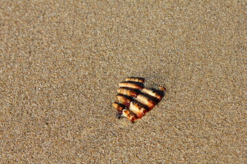 Fototapeta na wymiar Shell on the sand